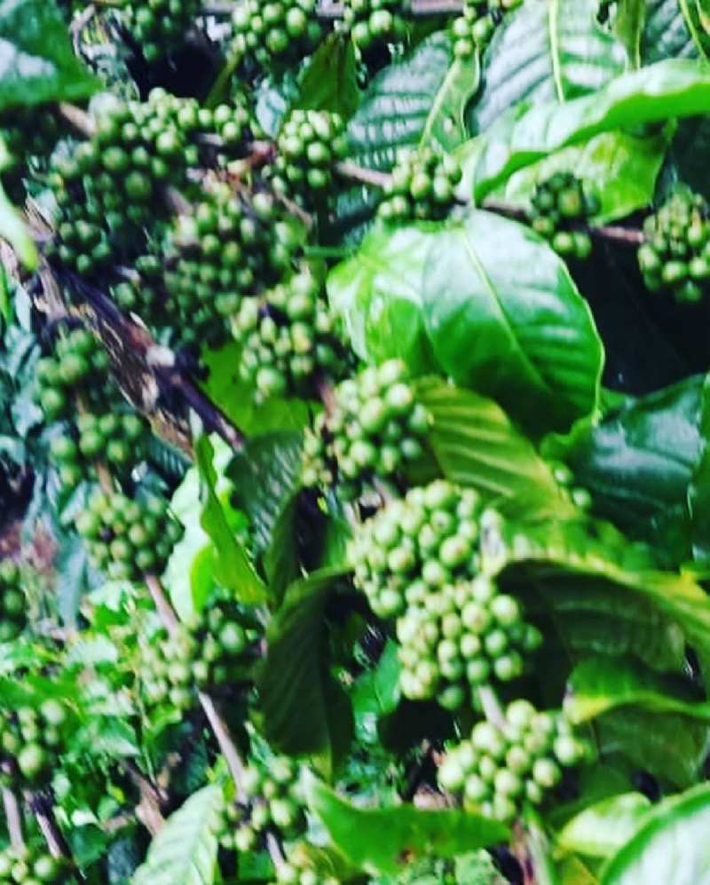 Half acre coffee plantation for sale in Saklehspura Talluk , Hassan dist
