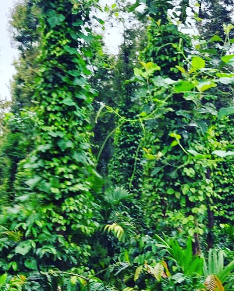 Half acre coffee plantation for sale in Saklehspura Talluk , Hassan dist