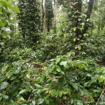 2 acre Back water attached coffee plantation for sale near Kodlipete - somwarpete taluk - Coorg dist