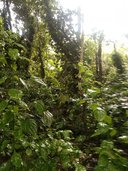 2 acre Back water attached coffee plantation for sale near Kodlipete - somwarpete taluk - Coorg dist