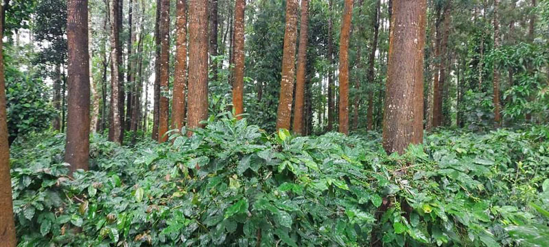 3 acre coffee estate for sale in Somwarpete Talluk - Coorg dist