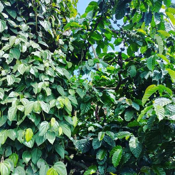 8.5 acres coffee estate for sale in Mudigere