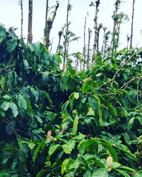 5 acre well maintained coffee estate for sale in sakleshpura