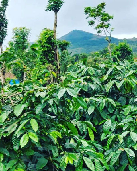 5 acre well maintained coffee estate for sale in sakleshpura