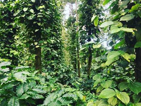 17 acre coffee estate for sale