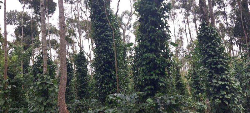 30 acre coffee estate for sale in Chikkamagalur