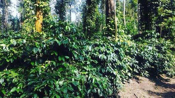 5.10 acre coffee estate for sale near Aldur - Balehonnur road