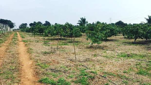 6 acres Developed Farm Land for Sale in Bangalore rural