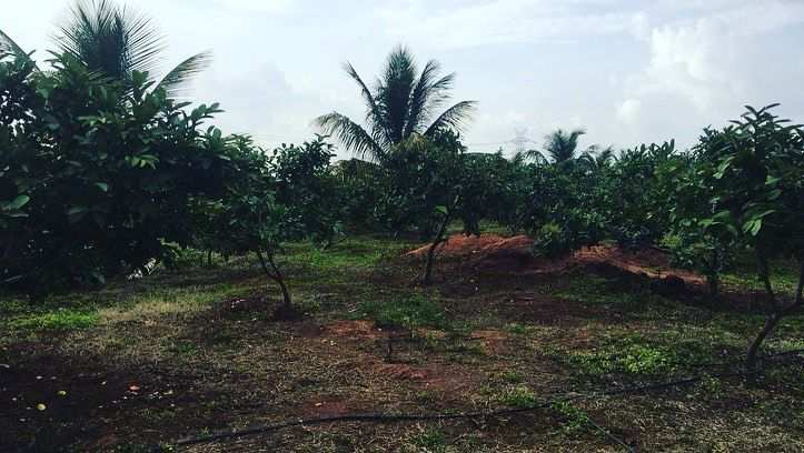 6 acres Developed Farm Land for Sale in Bangalore rural
