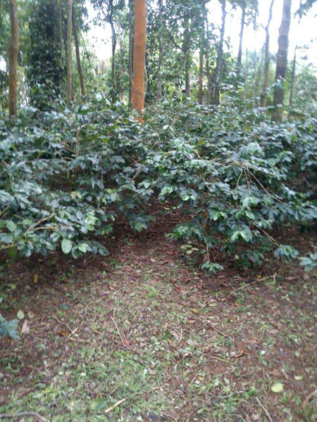 1.28 acres coffee plantation for sale in Alur Talluk  Hassan dist