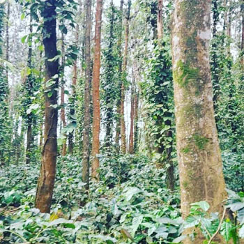 14 acre coffee estates for sale