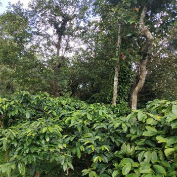 400 acres coffee estate for sale in Chikkamgaluru
