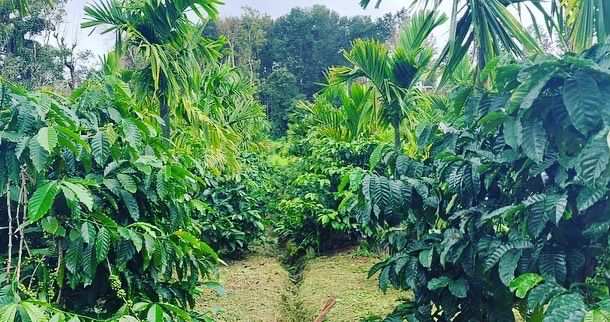 2.5 acre coffee pepper and areca plantation for sale in Hassan