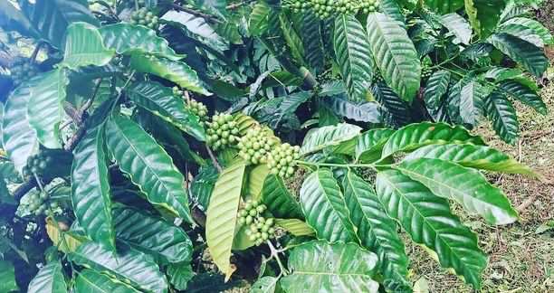 2.5 acre coffee pepper and areca plantation for sale in Hassan
