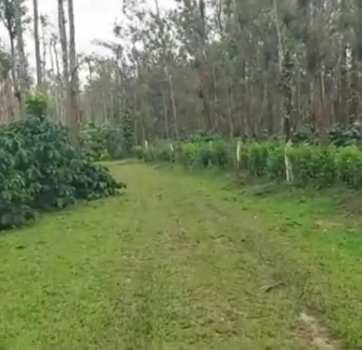 3.5 acre plantation for sale  in Hassan - Sakleshpura road