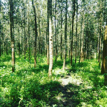 7 acre silver oak plantation for sale in Chikkamagalur