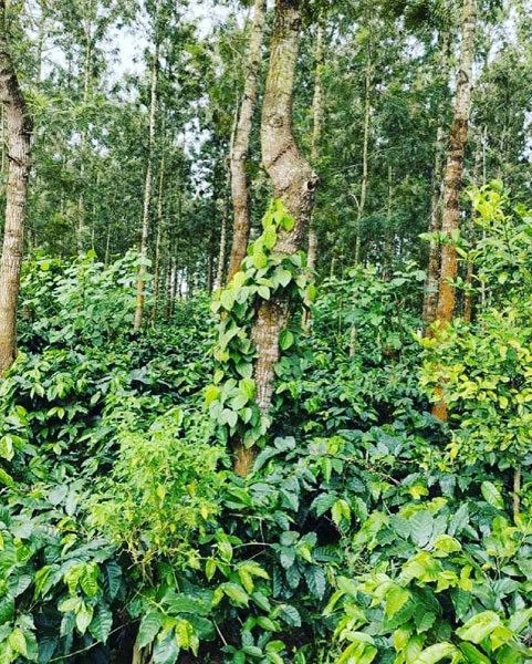 7.5 acre coffee and pepper plantation  for sale in Hassan