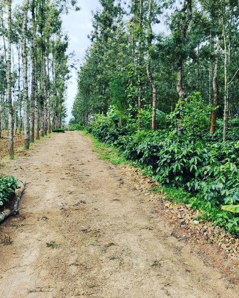 7.5 acre coffee and pepper plantation  for sale in Hassan
