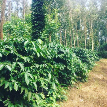 7.5 acre coffee estate for sale in Belur - Hassan dist