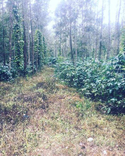 7.5 acre coffee estate for sale in Belur - Hassan dist