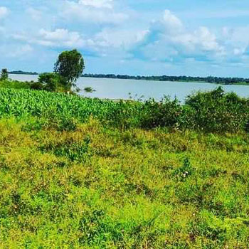 4 acre agri land  for sale near shettihalli- Alur taluk  Hassan dist