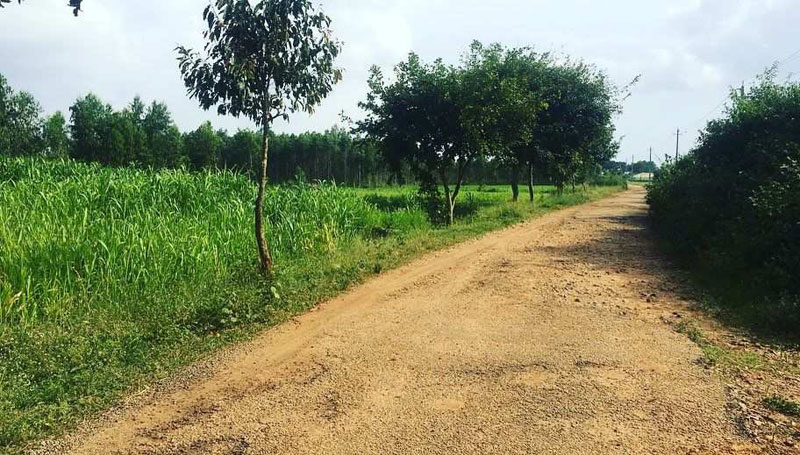 1 acre + 3 Guntas Karab farm land for sale in Bangalore rural