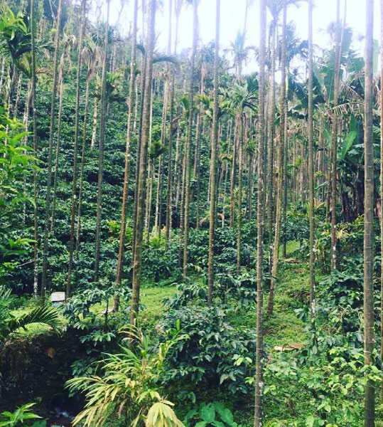 3 acre coffee areca plantation for sale in kalasa road