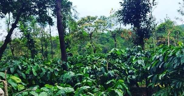 6 acre well maintained coffee estate for sale in Sakleshpura