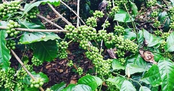 6 acre well maintained coffee estate for sale in Sakleshpura