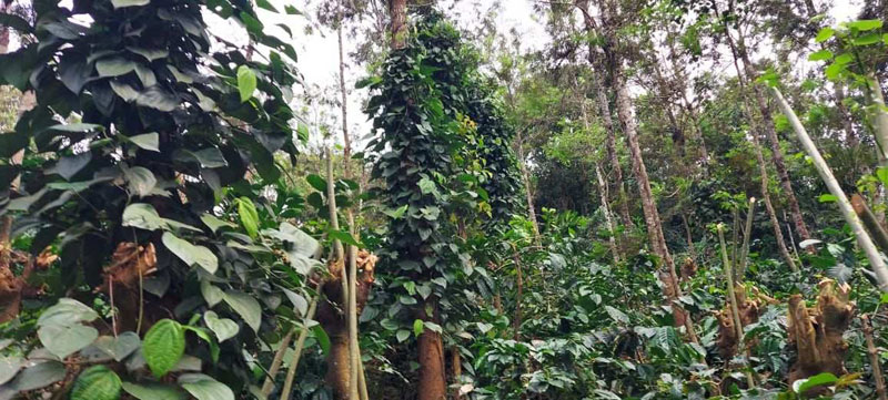 Back water attached 12 acre coffee estate for sale in Hassan