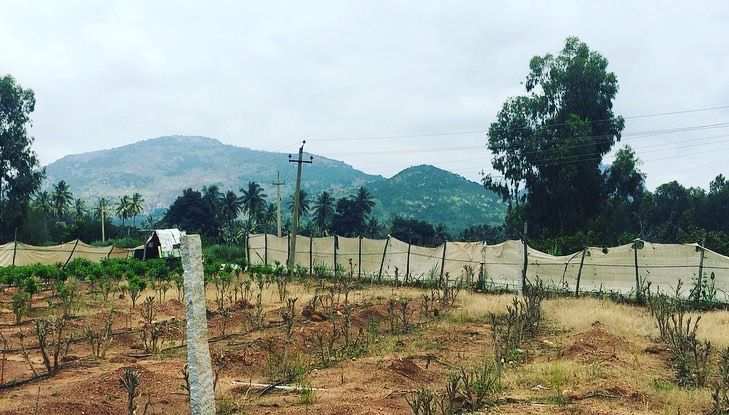 13 Guntas farm land for sale with Nandi Hills View.