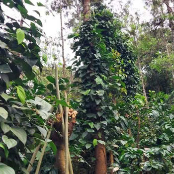 27 Gunta coffee plantation for sale in Chikkamagaluru