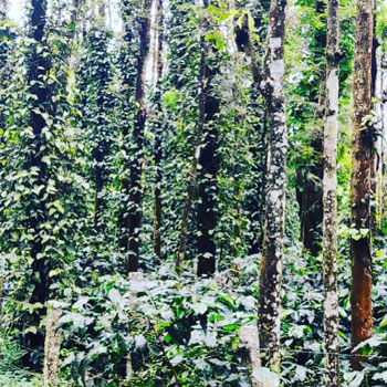 2 acre well maintained coffee estate for sale in Chikkamgaluru