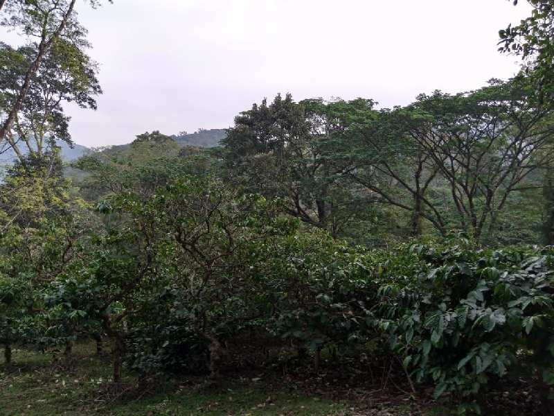 160 + acres coffee estate for sale in Balehonnur - Sringeri road
