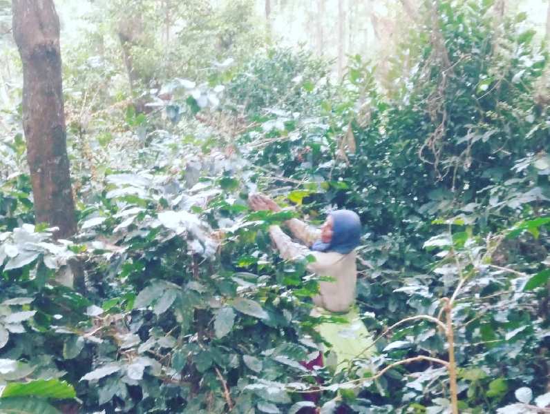 84 acre well maintained coffee and pepper plantation