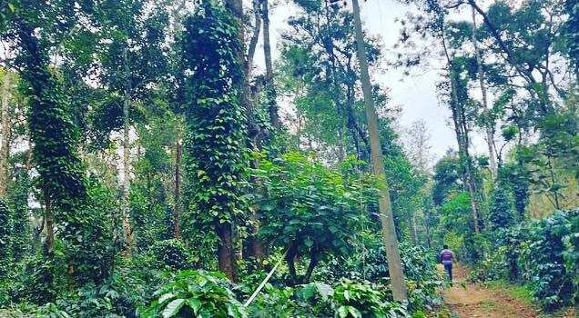 16 acre well maintained coffee estate for sale