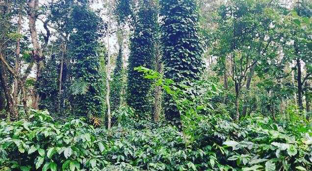 16 acre well maintained coffee estate for sale
