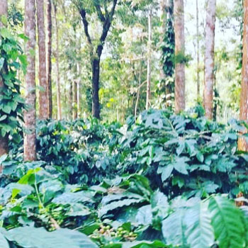12+ acres coffee estate for sale in Alur taluk - Hassan dist - 200 mtrs to Dam back water