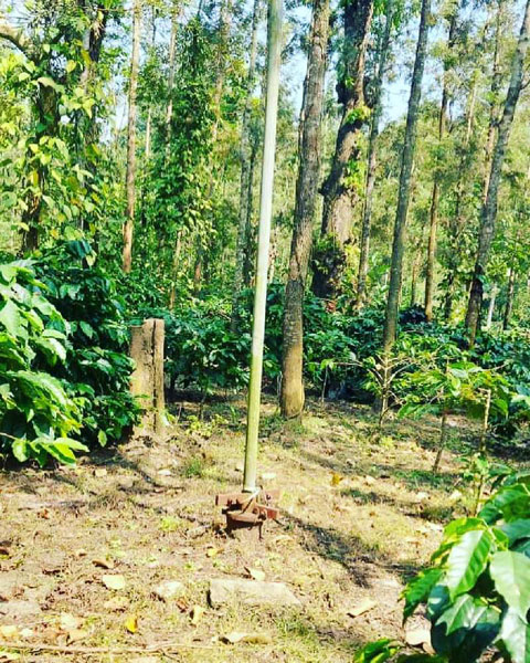 12+ acres coffee estate for sale in Alur taluk - Hassan dist - 200 mtrs to Dam back water