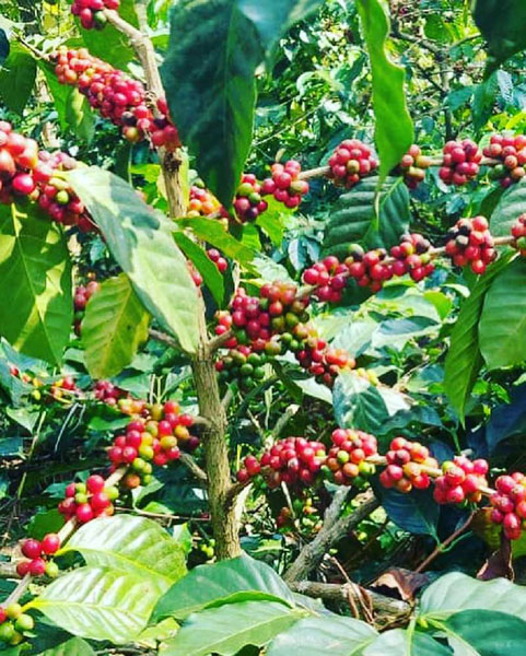 12+ acres coffee estate for sale in Alur taluk - Hassan dist - 200 mtrs to Dam back water