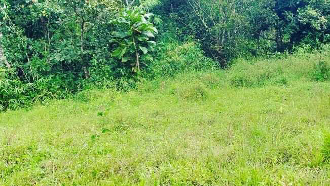 3.5 acre agriculture land for sale in Sakleshpura - Hassan dist