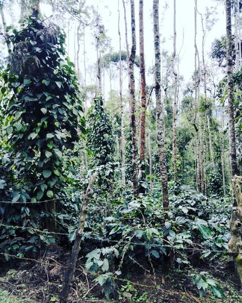 2.5 acre well maintained coffee estate for sale in Chikkamgaluru