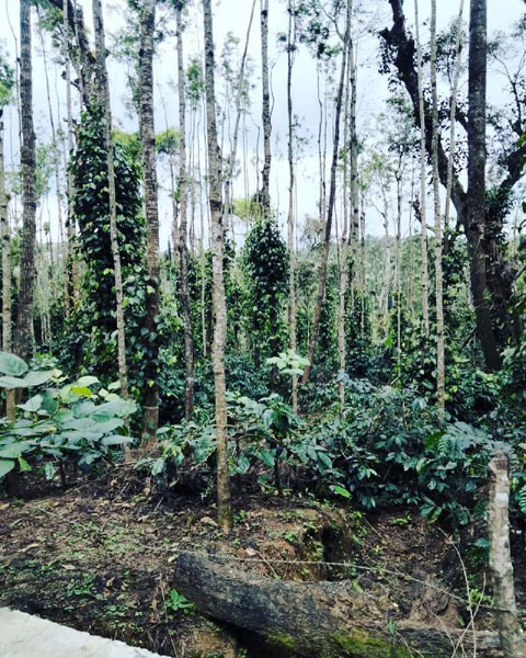 2.5 acre well maintained coffee estate for sale in Chikkamgaluru