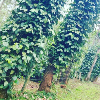 5 acre well maintained coffee plantation for sale in Hassan