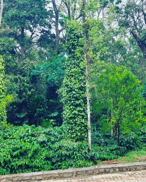 5 acre well maintained coffee plantation for sale in Hassan