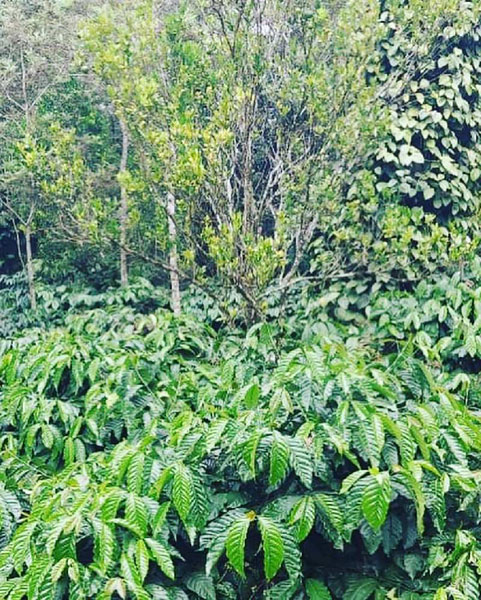 5 acre well maintained coffee plantation for sale in Hassan