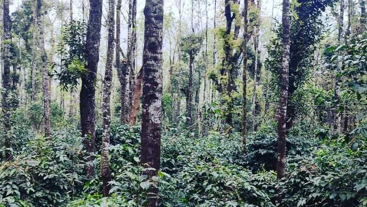 1.5 acre coffee areca and pepper plantation for sale in Chikkamagaluru