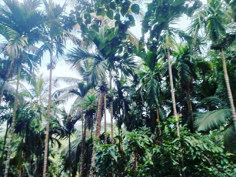 4 acre coffee plantation for sale in Madikeri - Coorg dist