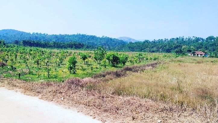 1.50 acre Land for sale in Mudigere
