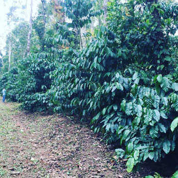 7 acre coffee estate for sale in Chikkamgaluru